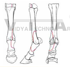 Equine Forelimb, fractured, hoof, foam coat Fracture set 4